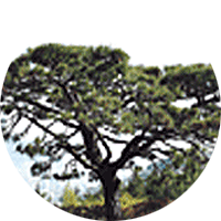 Pine Tree as the Tree of Yeonje-gu image