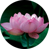 Lotus as the Flower of Yeonje-gu image
