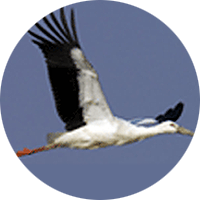 Stork as the Bird of Yeonje-gu image