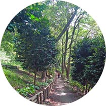 동백, 편백나무 숲길(배산 내)이미지